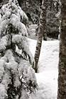 Winter Snow Forest photo thumbnail