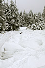 Snowy Ground Leading to Trees photo thumbnail