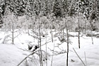Snowy Scene In Longmire photo thumbnail
