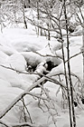 Snowy Winter Wilderness photo thumbnail