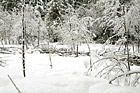 Snowy Winter Trees in Wilderness photo thumbnail