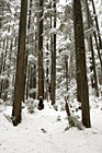 Rows of Winter Trees photo thumbnail