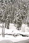 Snow Trees at Longmire photo thumbnail