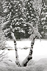Snowy Tree Limb photo thumbnail