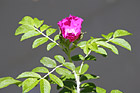 Pink Flower & Green Leaves photo thumbnail