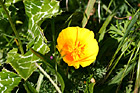 Looking Down at a Poppy Flower photo thumbnail