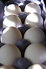 Eggs Close Up photo thumbnail