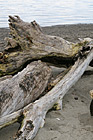 Drift Wood on Beach photo thumbnail