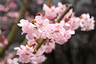 Pink Flowers Blossoming photo thumbnail
