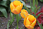 Orange Tulips photo thumbnail