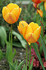 Orange & Red Tinted Tulips photo thumbnail