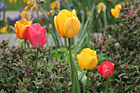 Spring Tulips photo thumbnail