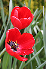 Red Tulip Flowers photo thumbnail