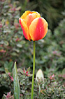 Red, Orange, & Yellow Tulip photo thumbnail