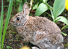 Bunny Rabit photo thumbnail