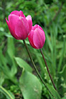 Pink Tulips photo thumbnail