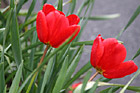 Red Tulips photo thumbnail