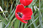 Red Tulip up Close photo thumbnail
