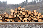 Lumber Stack photo thumbnail