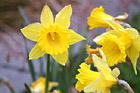 Yellow Daffodil Flowers photo thumbnail
