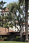 Nobili Hall Behind Trees at Santa Clara University photo thumbnail