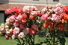 Assorted Pink Flowers photo thumbnail