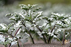 Plant on Beach photo thumbnail