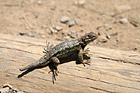 Brush Lizard photo thumbnail