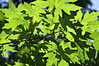 Looking Up at Leaves photo thumbnail