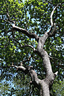 Interesting Tree Branches photo thumbnail