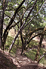 Trail, Trees, & Shadows photo thumbnail