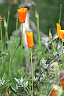 California Poppy Flowers photo thumbnail