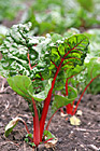 Swiss Chard Lettuce photo thumbnail
