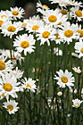 Daisy Flowers photo thumbnail