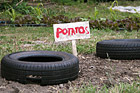 Potatos at Green Gulch Farm photo thumbnail