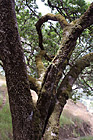 Mossy Tree photo thumbnail