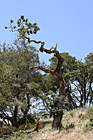 Interesting Tree photo thumbnail
