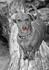 Dachshund Dog Artwork photo thumbnail