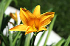 Orangish-Yellow Flower photo thumbnail