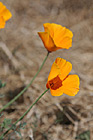 Orange Poppy Flowers photo thumbnail