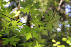 Green Maple Leaves photo thumbnail