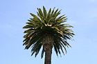 Palm Tree photo thumbnail