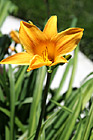 Orange Flower photo thumbnail