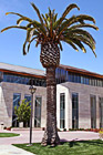 Palm Tree on Santa Clara Campus photo thumbnail