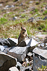 Standing Squirrel photo thumbnail
