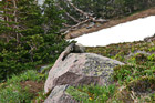 Marmot photo thumbnail