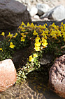 Flowers & Rocks photo thumbnail