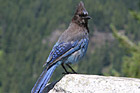 Blue & Black Bird photo thumbnail