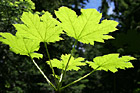 Green  Sticker Plant in Sunlight photo thumbnail