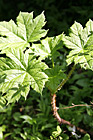 Green Leaf Stickers photo thumbnail